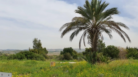 טיול לנאות קדומים 5.jpg